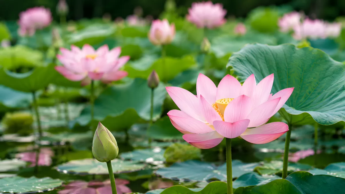 Rosa Lotusblüten auf einem stillen Teich im Sommer