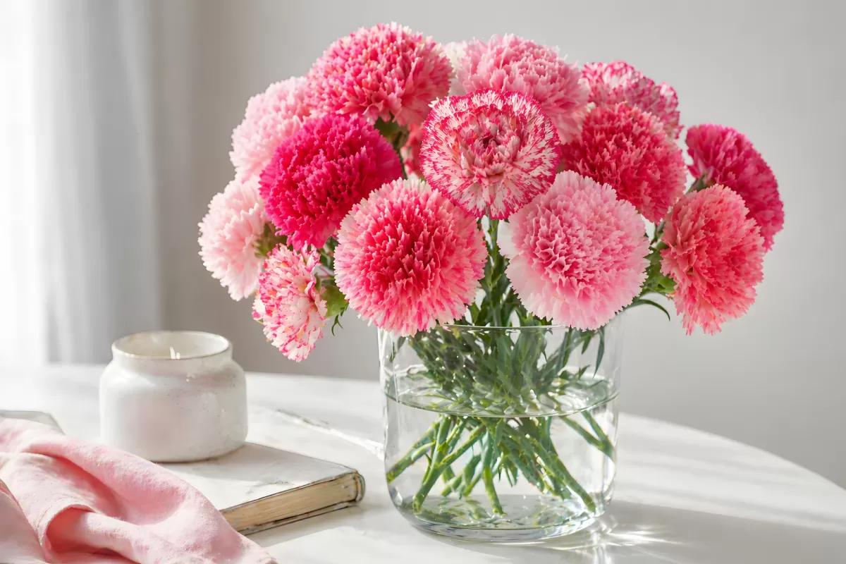 Rosa Nelken in Glasvase auf weißem Tisch