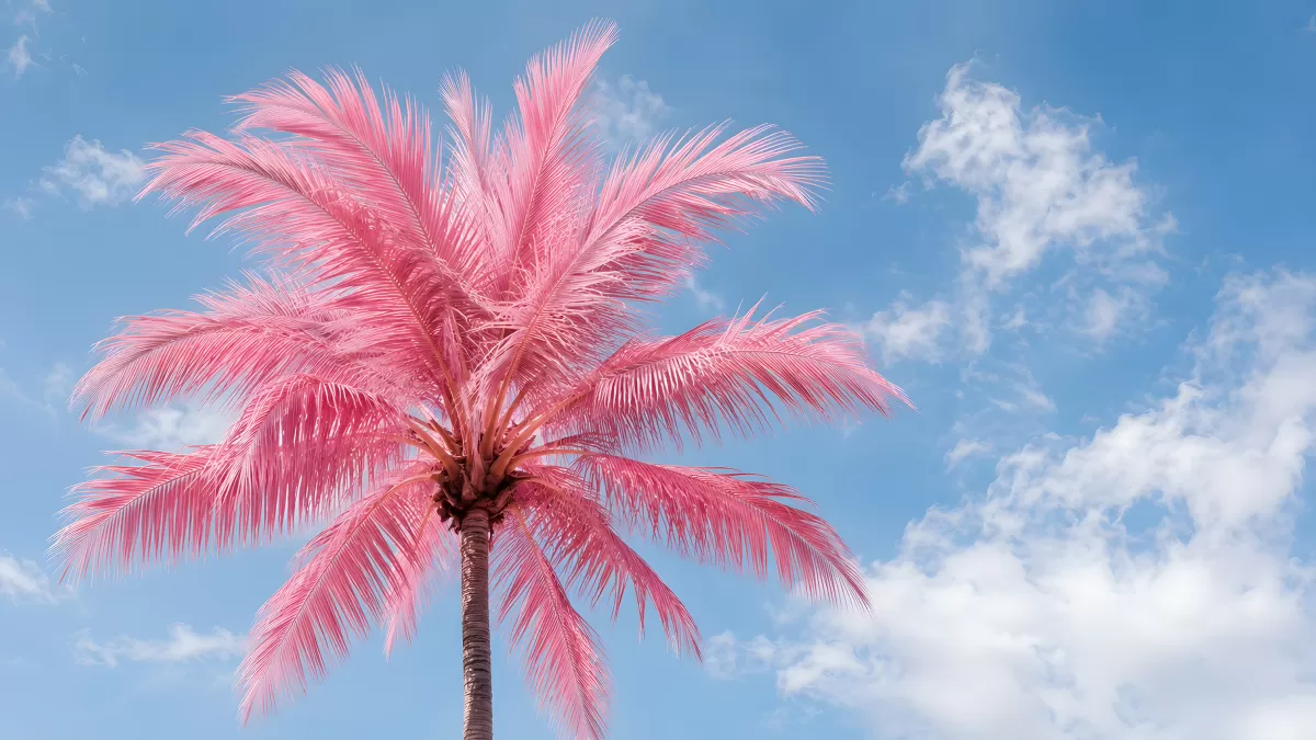 Rosa Palme vor hellblauem Himmel mit Wolken