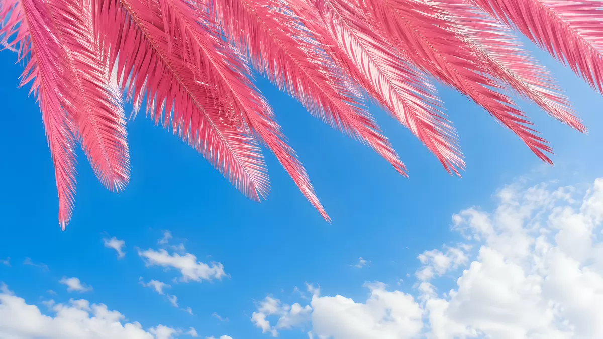 Rosa Palmwedel vor strahlend blauem Himmel