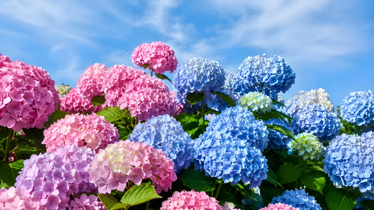 Rosa und blaue Hortensien blühen unter blauem Himmel