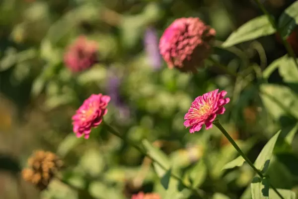Rosafarbene Blumen im Garten. Verschwommener Hintergrund