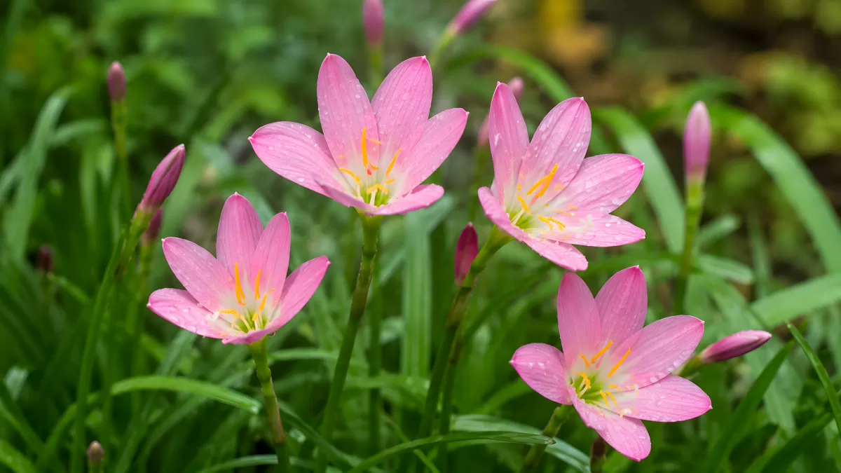 Rosafarbene Regenblumen blühen nach dem Schauer
