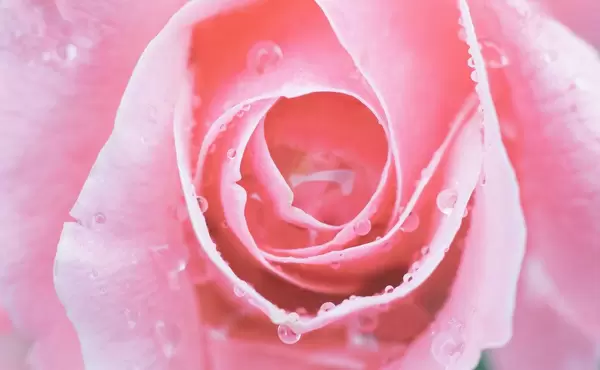 Rose flower close up