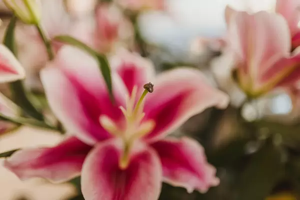 Rose Lily Floral  Closeup Indoors