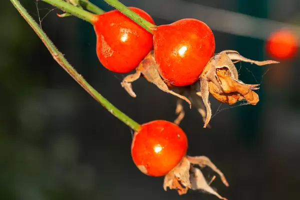 Rose seeds on branches, close-up