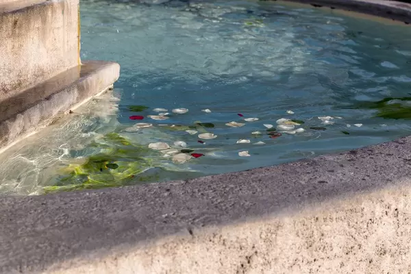 Rosenblätter in einem Brunnen in Rom