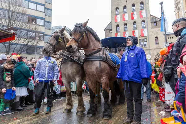 Rosenmontagsumzug in Köln: Pferde ziehen den Wagen der Kölner Funken Artillerie blau weiß v. 1870 bei regnerischem Wetter