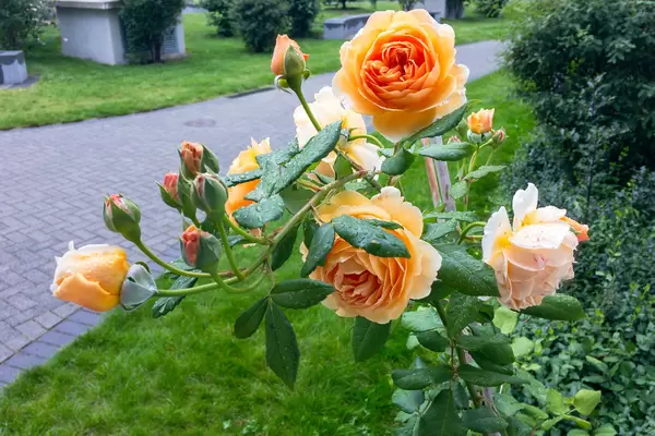 Roses in the Rain