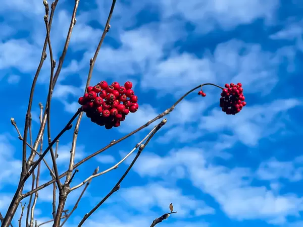 Rot und blau: Pflanze mit nackten Zweigen und roten Winterbeeren mit blauem Himmel im Hintergrund