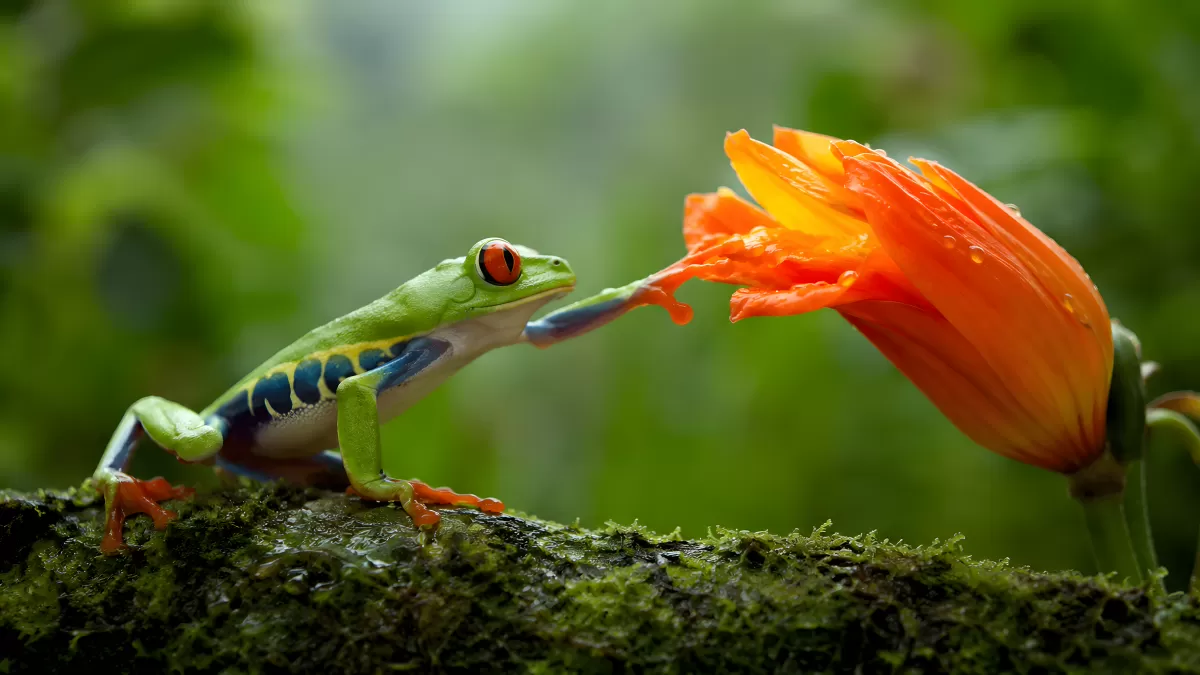 Rotaugenlaubfrosch berührt eine orange Blüte im Regenwald