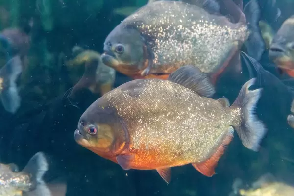 Rotbäuchiger Piranha im Shedd Aquarium