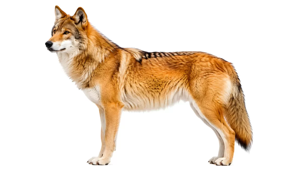 Rotbrauner Wolf in Seitenansicht vor weißem Hintergrund