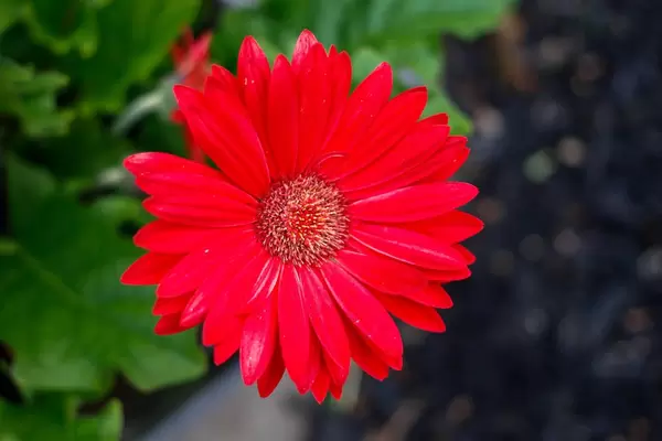 Die rote Blume