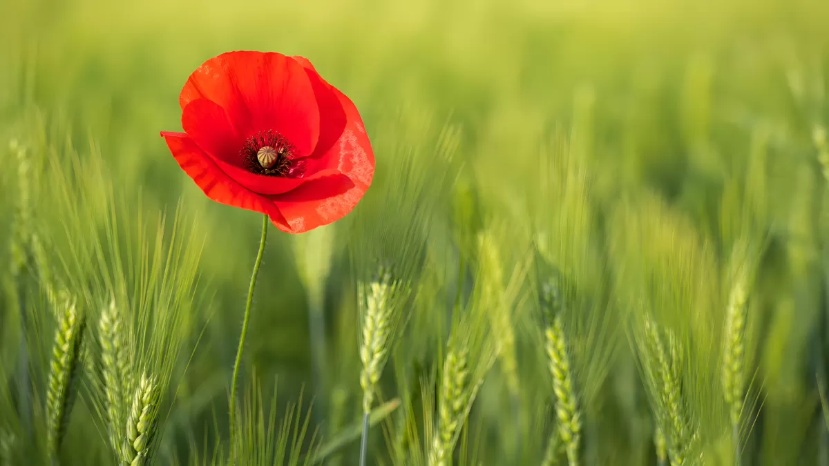 Rote Mohnblume auf einem grünen Weizenfeld
