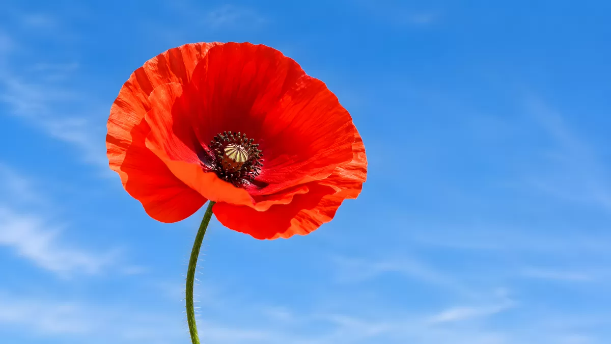 Rote Mohnblume vor strahlend blauem Himmel