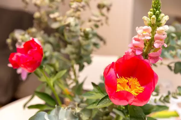 Rote Pfingstrose und rosa Frühlingsblumen am Strang mit grünen Blättern