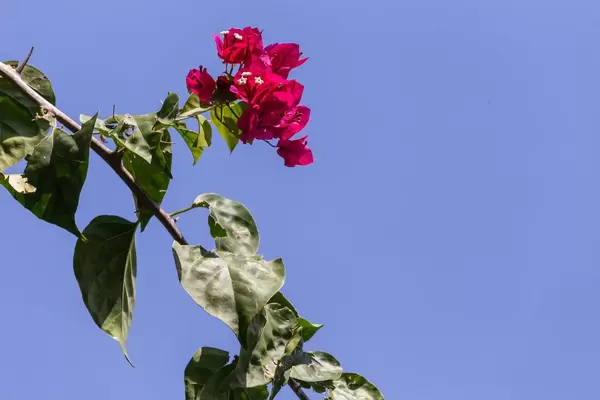 Rote Poinsettia (Weihnachtsstern) mit großen grünen Blättern von unten photographiert auf Mahé