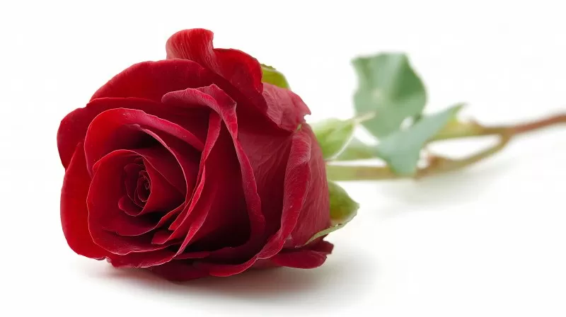 Rote Rose frontal auf weißem Hintergrund