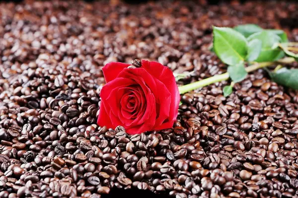 Rote Rose liegt in einer Kaffeebohnen