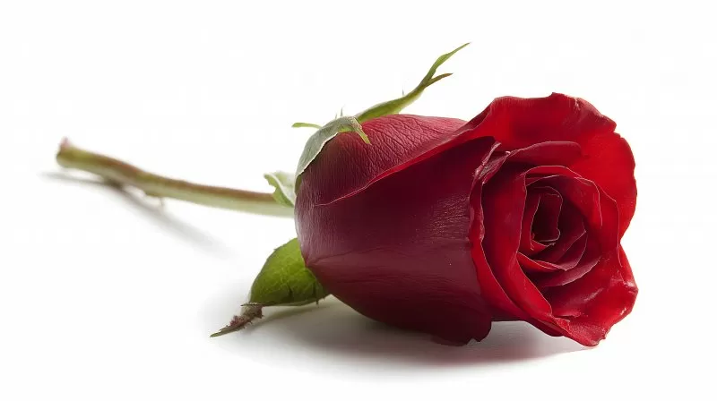 Rote Rose mit Stiel auf weißem Hintergrund