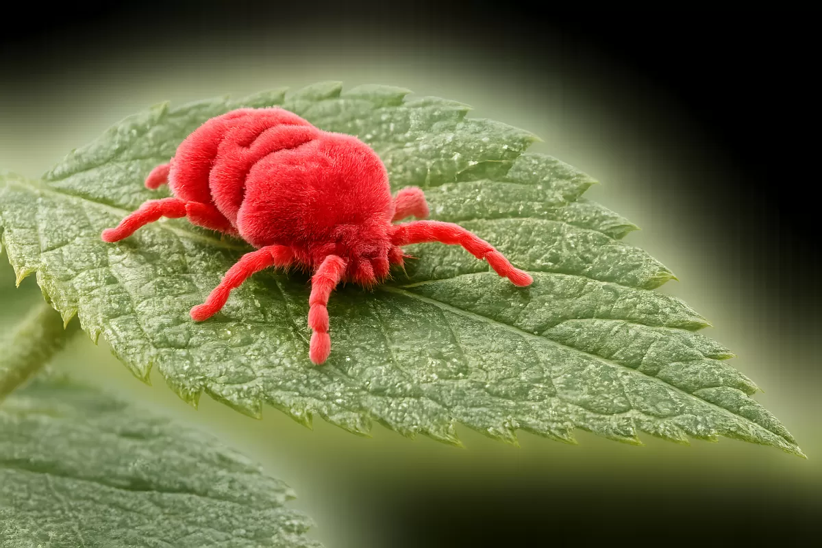 Rote Samtmilbe in Nahaufnahme auf grünem Blatt