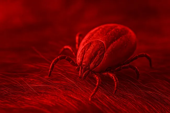 Rote Spinnmilbe auf grauem Fell im Dunkeln