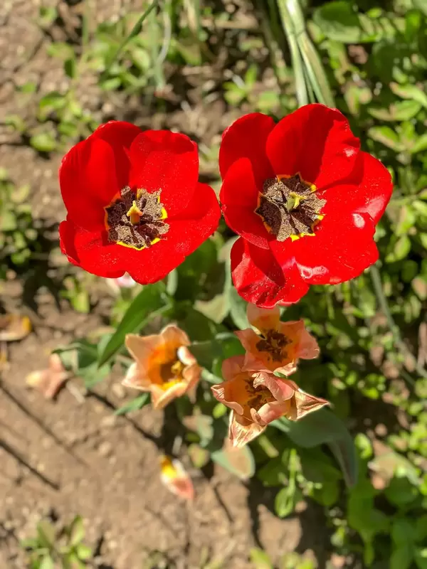 Rote Tulpen aus der Vogelperspektive