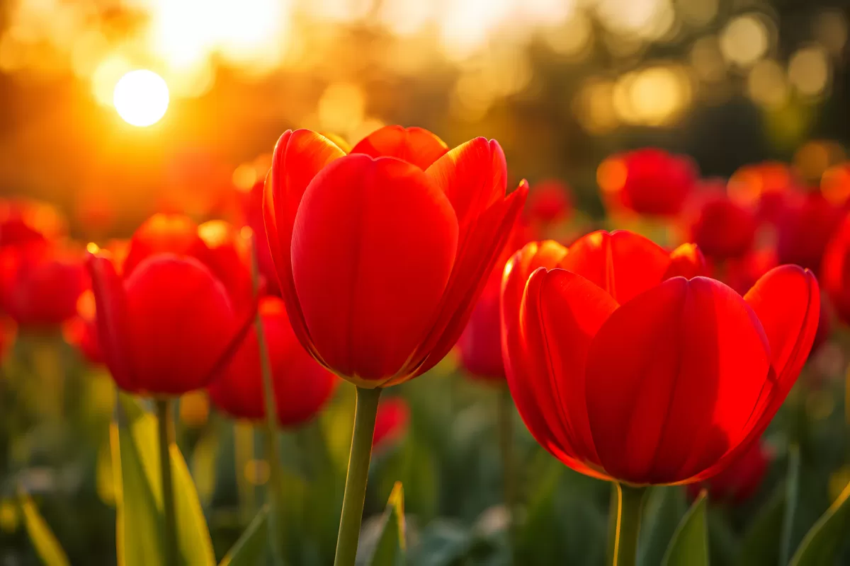 Rote Tulpen im Gegenlicht der untergehenden Sonne