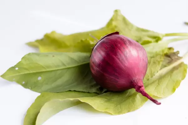 Rote Zweibel / Red Onion and Salad