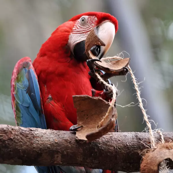 Roter Ara (Papagei) im Parque das Aves (Vogelpark) in Brasilien