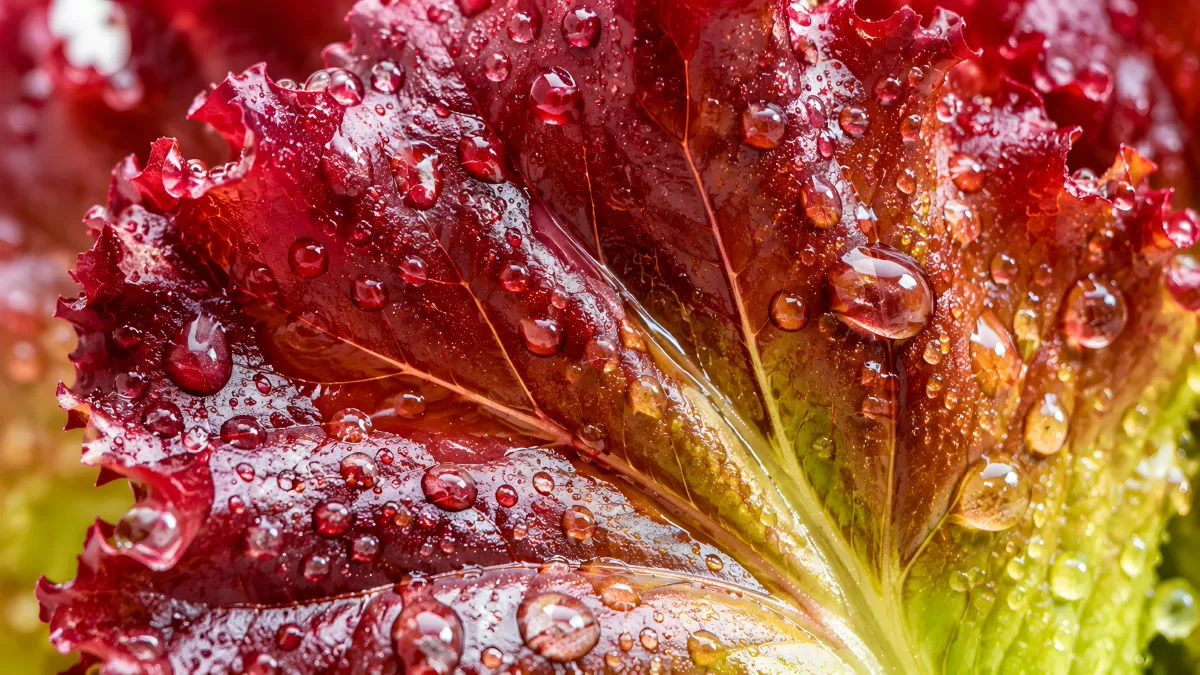 Roter Blattsalat mit Wassertropfen in Nahaufnahme