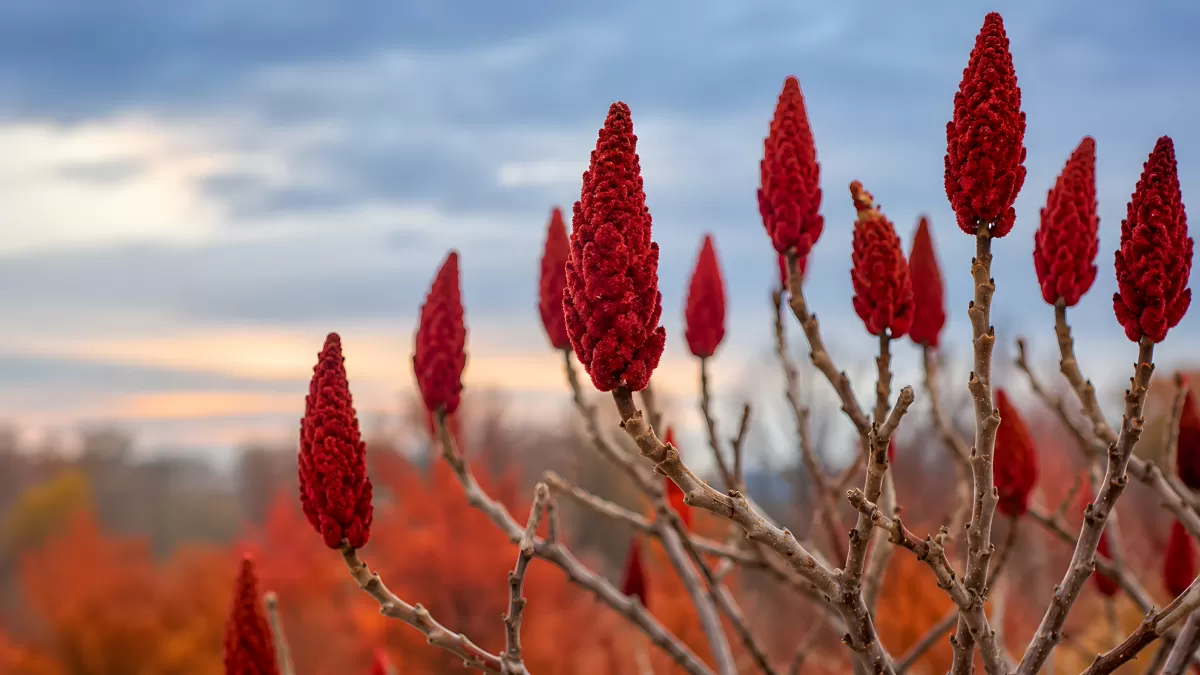 Roter Sumach mit Fruchtständen im Herbst