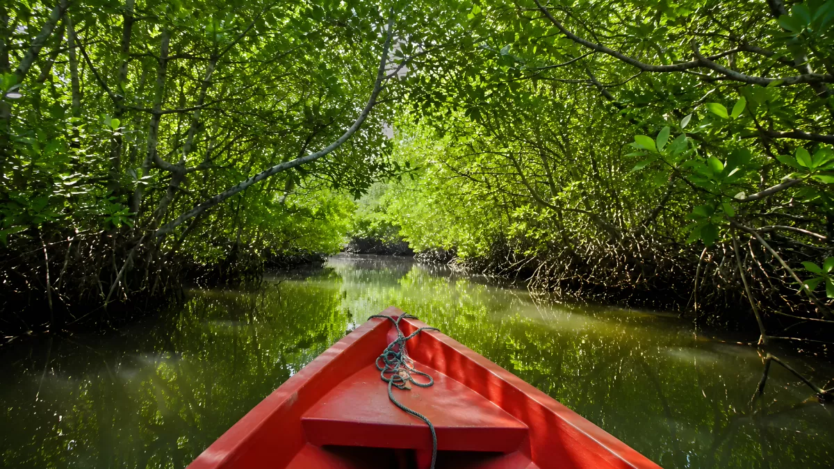 Rotes Boot gleitet durch grünen Mangrovenkanal