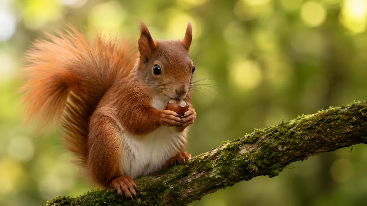 Rotes Eichhörnchen frisst Haselnuss auf Ast