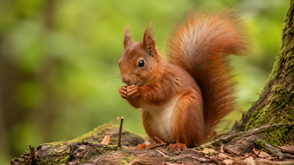 Rotes Eichhörnchen frisst Nuss auf bemoosten Ästen