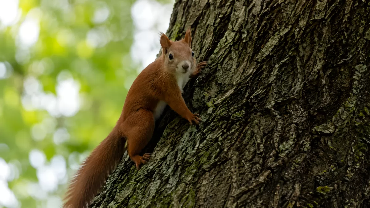 Rotes Eichhörnchen klettert an einem Baumstamm