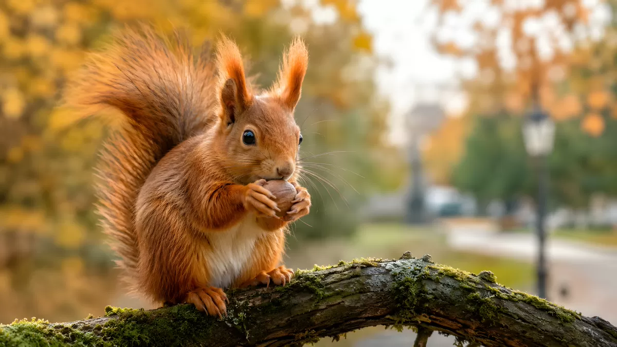 Rotes Eichhörnchen mit Nuss auf bemoosten Ast im Herbst