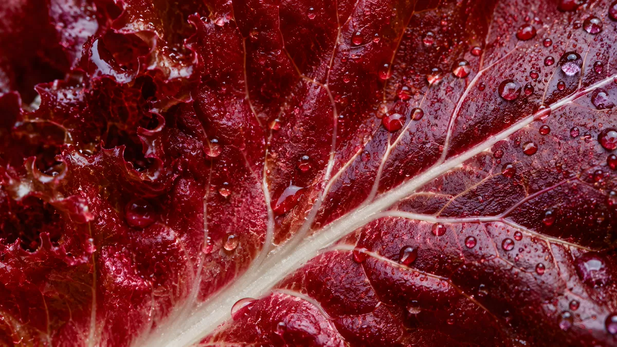 Rotes Salatblatt mit Wassertropfen in Nahaufnahme