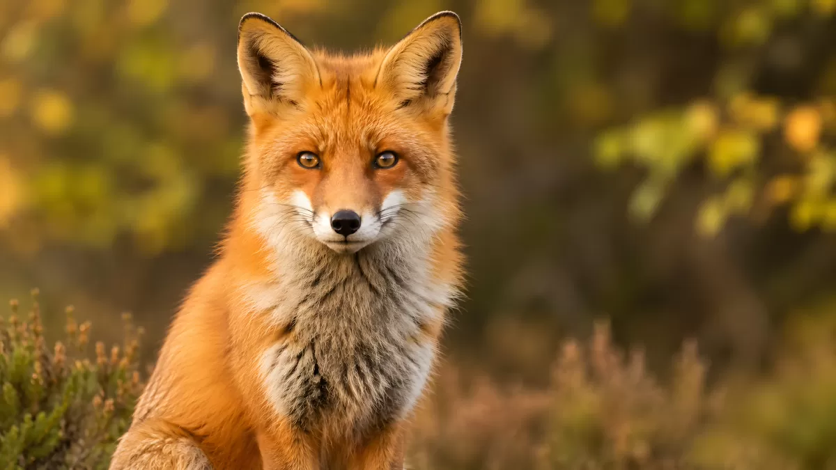 Rotfuchs sitzt aufmerksam im herbstlichen Wald