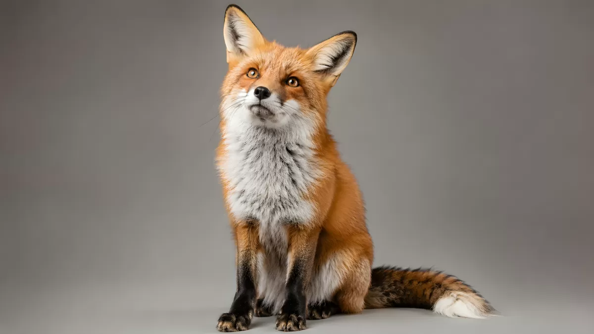 Rotfuchs sitzt aufrecht vor grauem Hintergrund