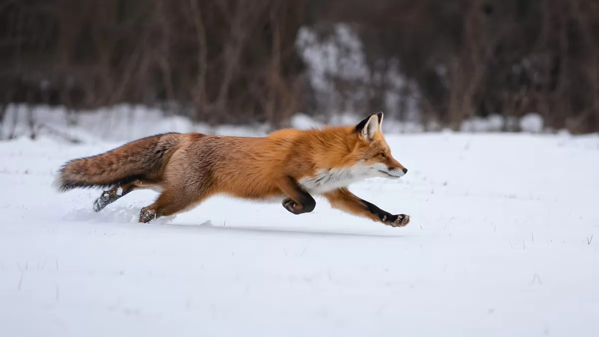 Rotfuchs springt durch verschneite Winterlandschaft