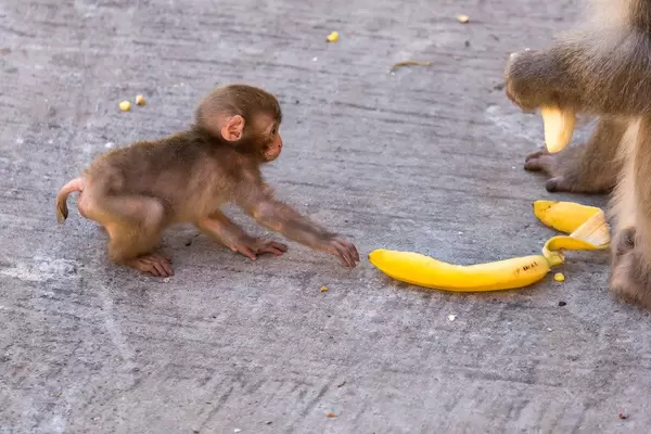 Rotgesichtsmakake-Baby versucht eine Bananenschale von einem anderen Tier zu stehlen