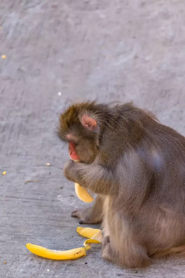 Rotgesichtsmakake isst eine Banane