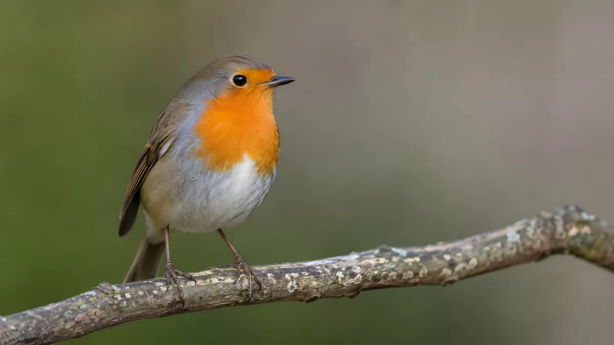 Rotkehlchen sitzt auf einem Ast im Freien