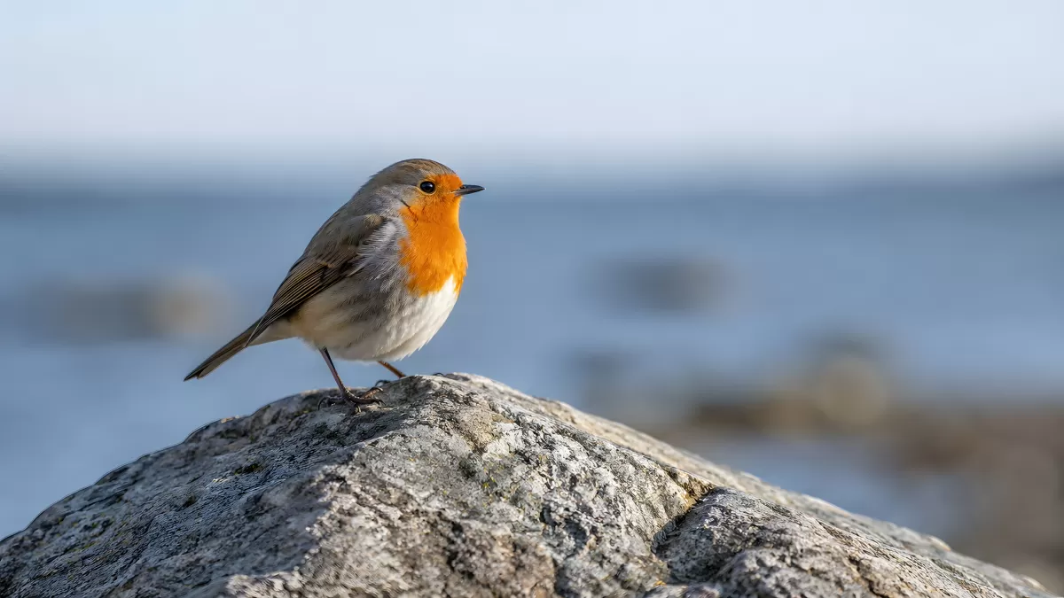 Rotkehlchen sitzt auf einem Felsen am Meer