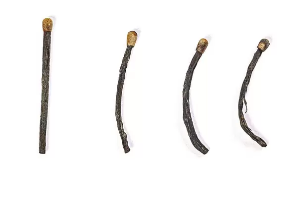 Row of burned-out matches over the white background