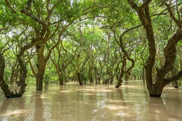 Rowing through a Floating Forest near Siem Reap