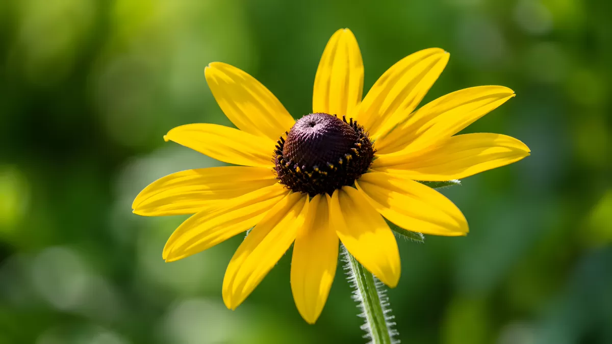 Rudbeckia mit leuchtend gelben Blütenblättern im Sommer