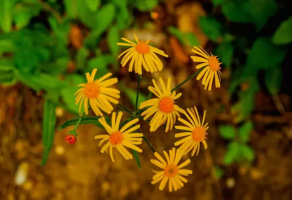 Rudbeckia